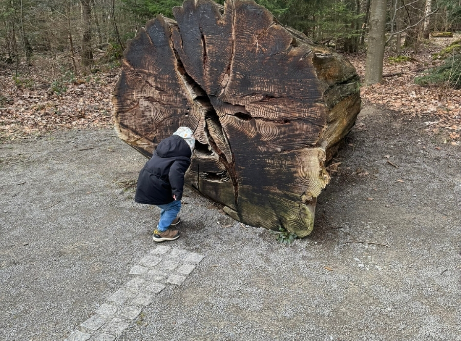 Erlebe den Wald mit allen Sinnen