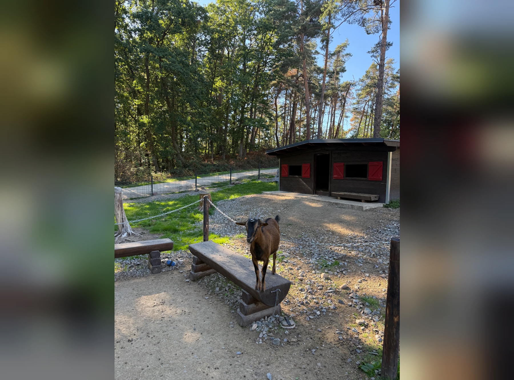 Ziege wartet auf Streicheleinheiten