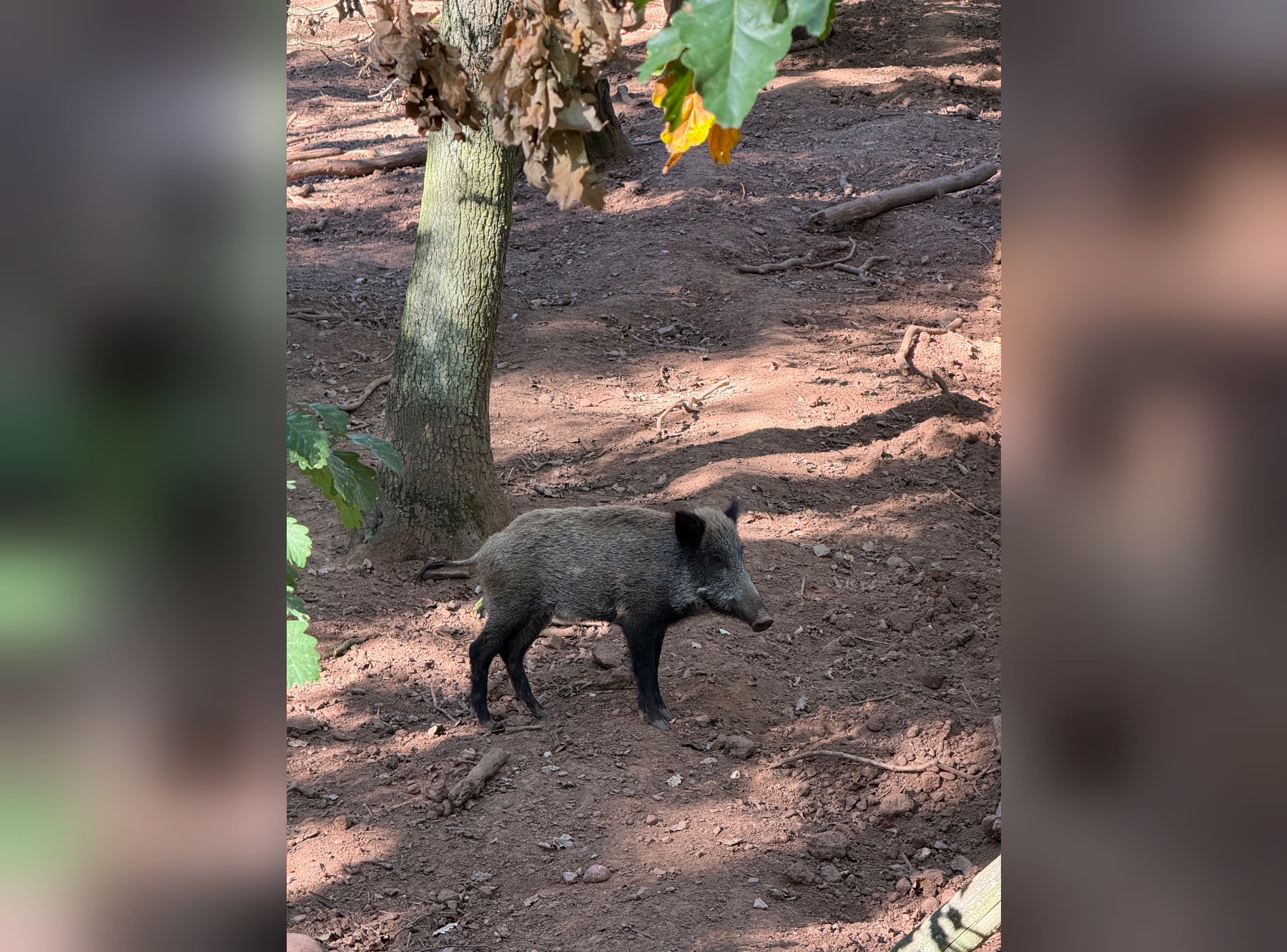 Ein Wildschwein erkundet sein Revier