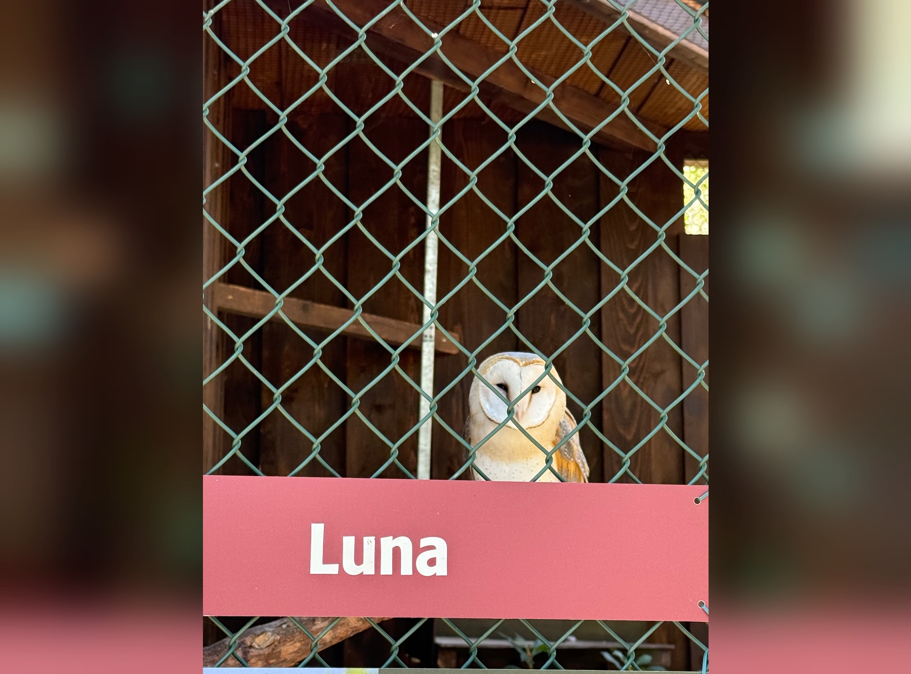 Eule Luna beobachtet neugierig die Besucher