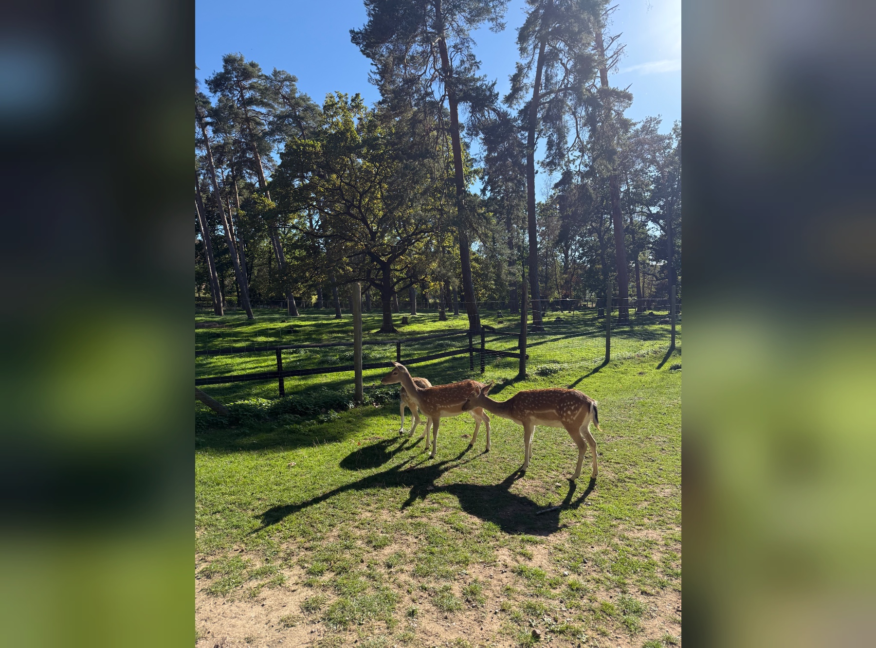 Rehe erkunden die Wiese im Park