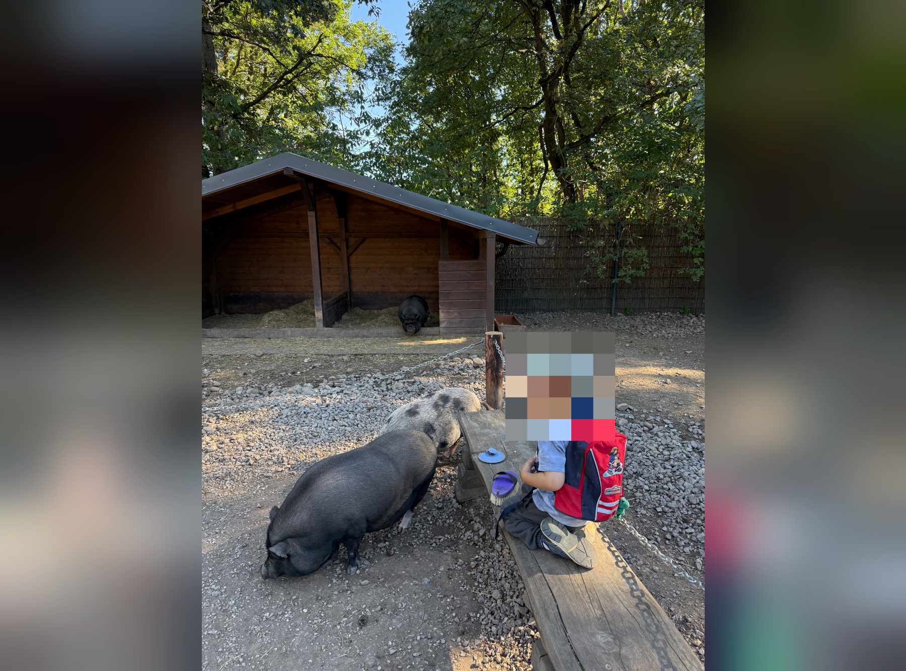 Schweine füttern im Hochwildpark